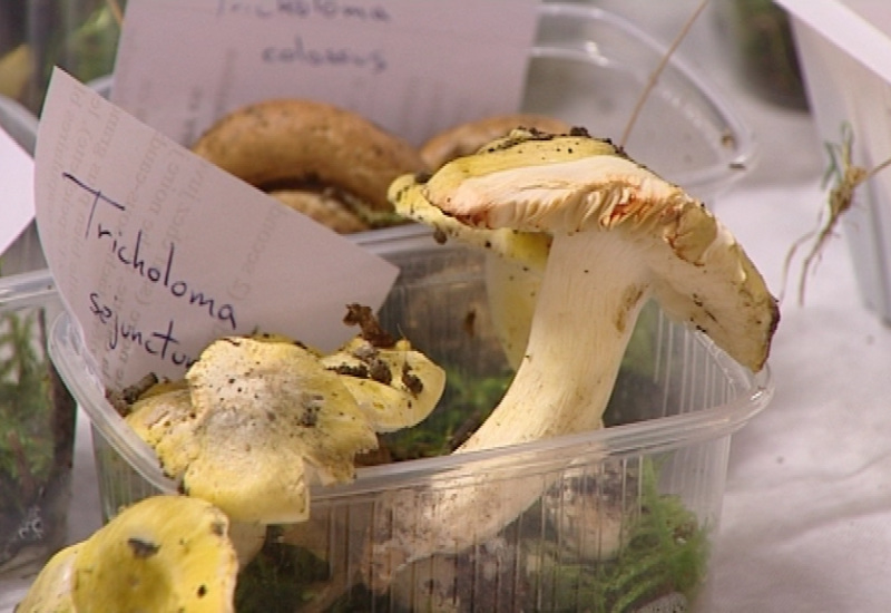 Journée découverte champignons à Sivry