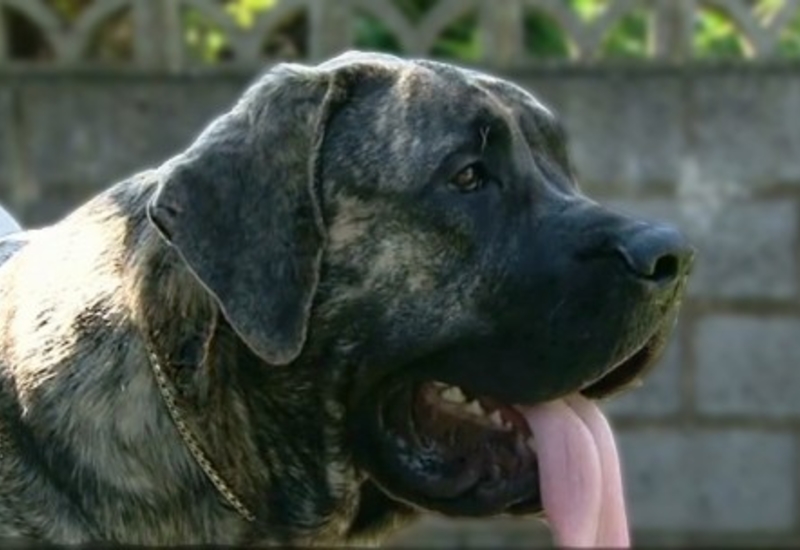 Pense-Bêtes : portrait du mastiff