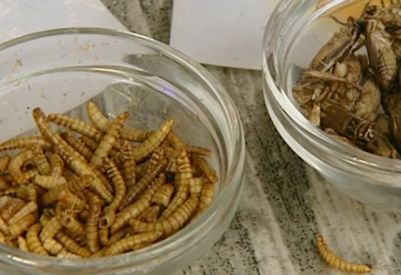 Envie de goûter des insectes ? Ca se passe au Salon des Arts Ménagers