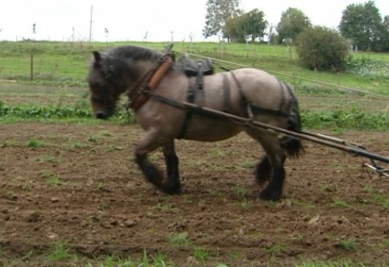 L'agriculture comme au siècle dernier