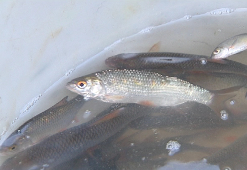 Plus de 1.100 kilos de poissons déversés à Roux !
