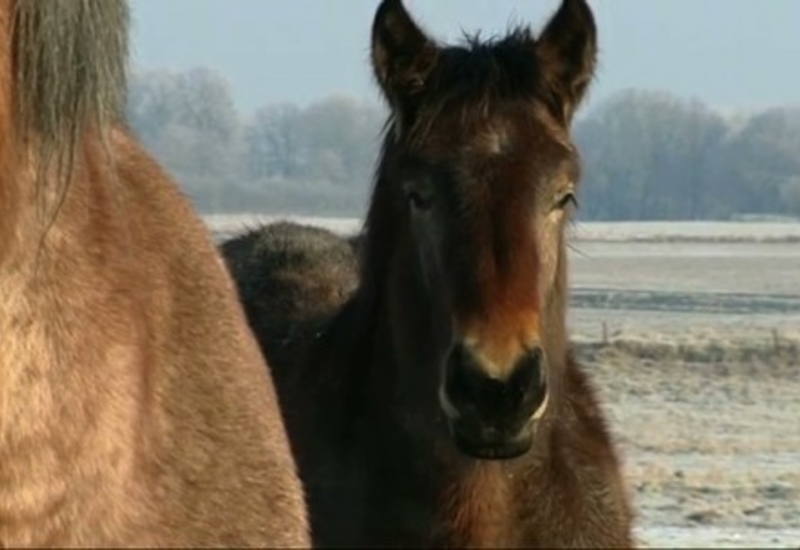 Pense-Bêtes : Les chevaux & le froid