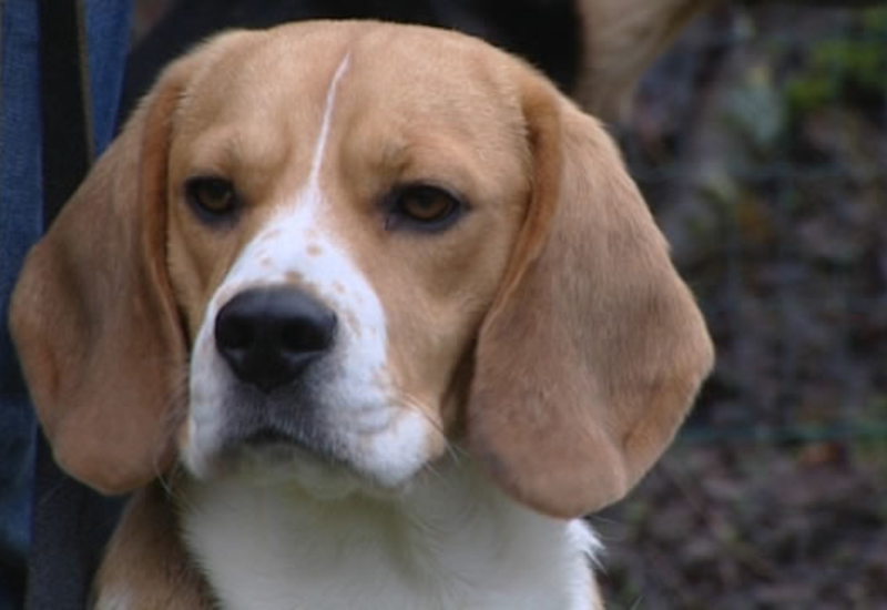 Pense-Bêtes : l'école canine de Floreffe