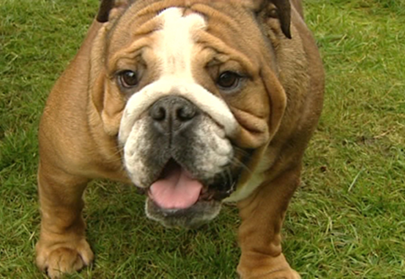 Pense-Bêtes :  portrait du bulldog anglais