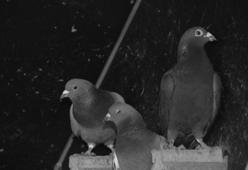 Fleurus lutte contre les pigeons