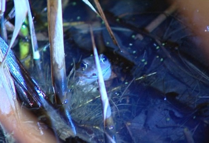 A la recherche des grenouilles lors de la Nuit de la Chouette