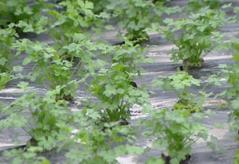 Quelles alternatives aux pesticides ?