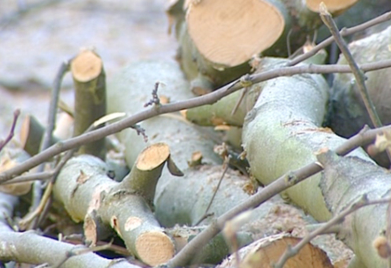 L'abattage des arbres boulevard Tirou : pas sans incidents !