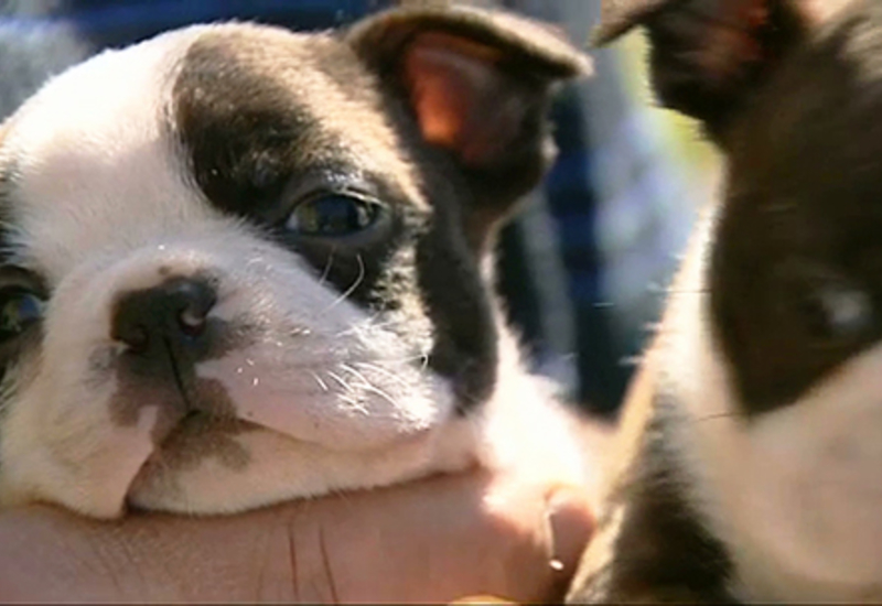 Pense-Bêtes : portrait du Boston Terrier