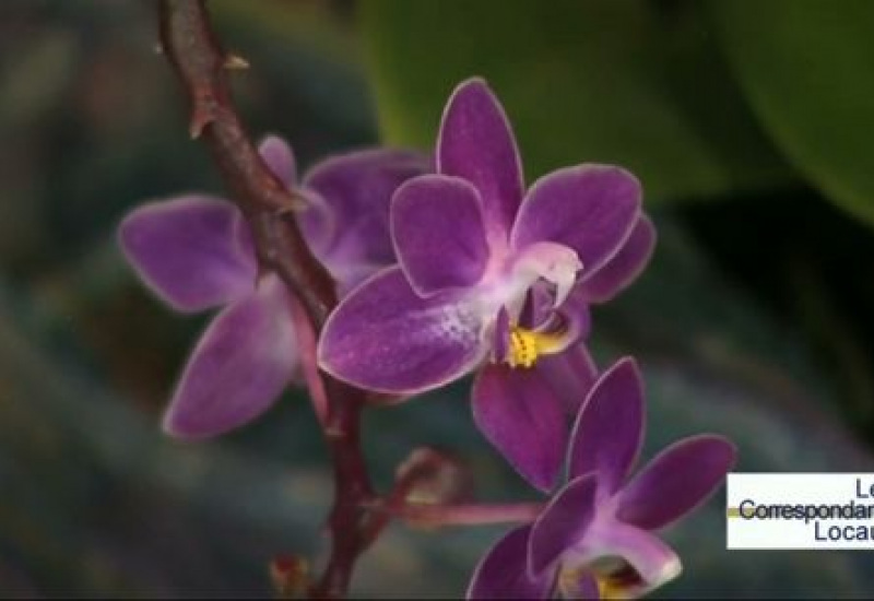 4ème bourse dâ??échange et vente dâ??orchidées à Montigny