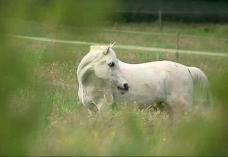 Pense-Bêtes : Bien choisir son cheval