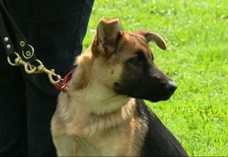 Pense-Bêtes : visite d'enfants au club Canin du Cazier