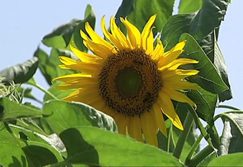 Des tournesols pour Mons 2015