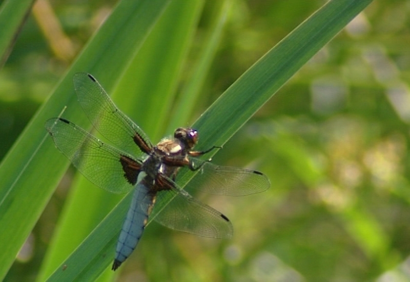 Pense-Bêtes : la biodiversité, un jardin de vie