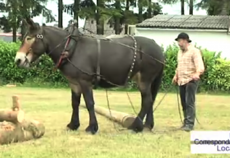 9ème fête du mouton et du cheval de trait à Sivry