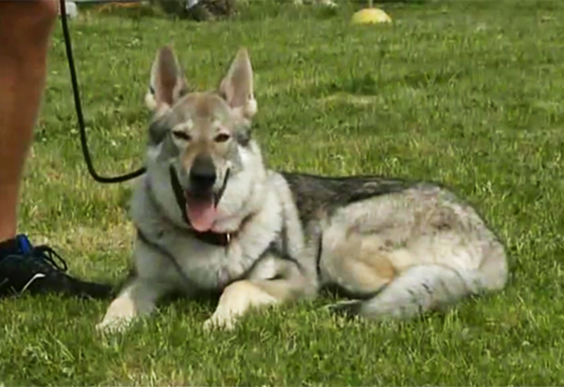 Pense-Bêtes: portrait du chien loup tchécoslovaque