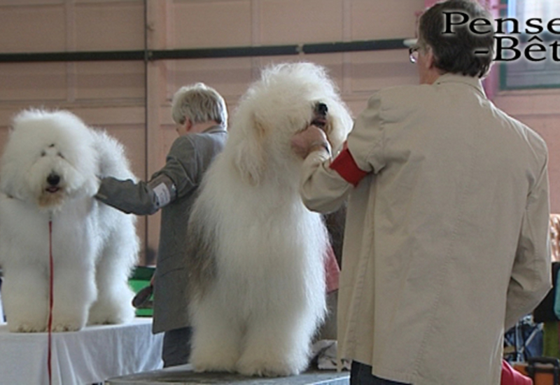 Pense-Bêtes : Wallonia Dog Show