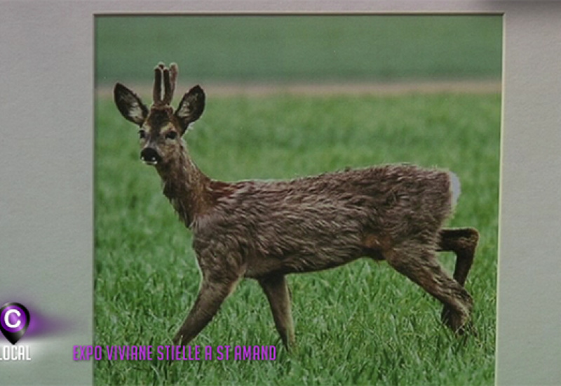 Toute la faune et la flore de St Amand