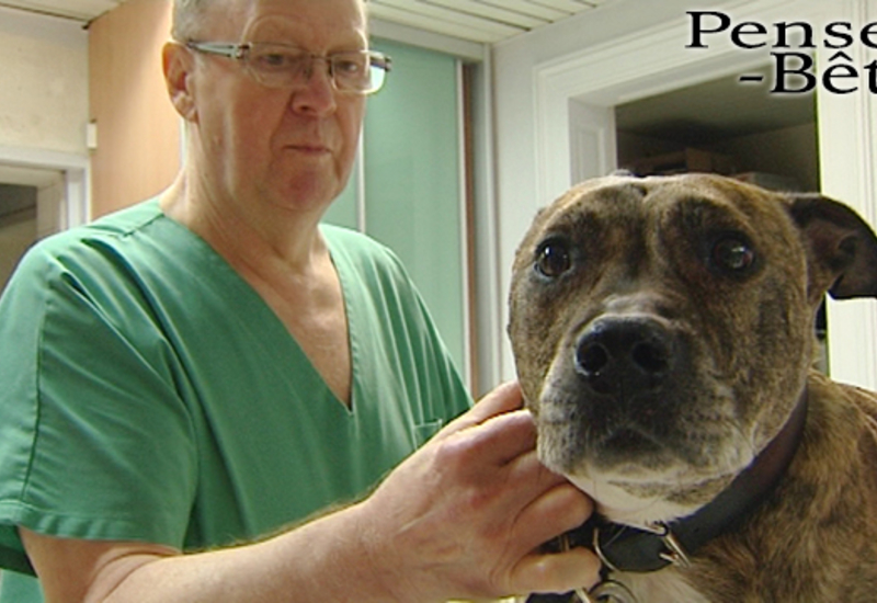 Pense-Bêtes : les tests ADN chez le chien