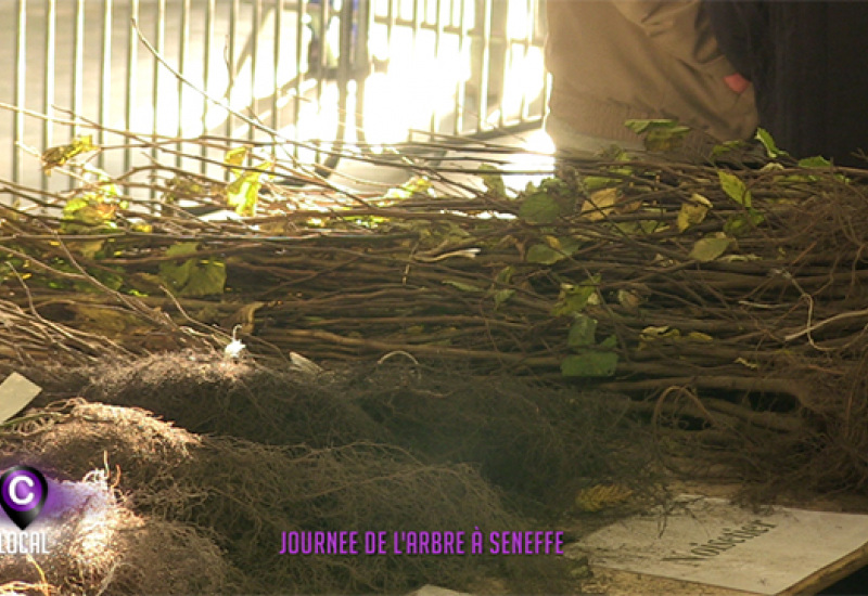Journée de l'arbre à Seneffe