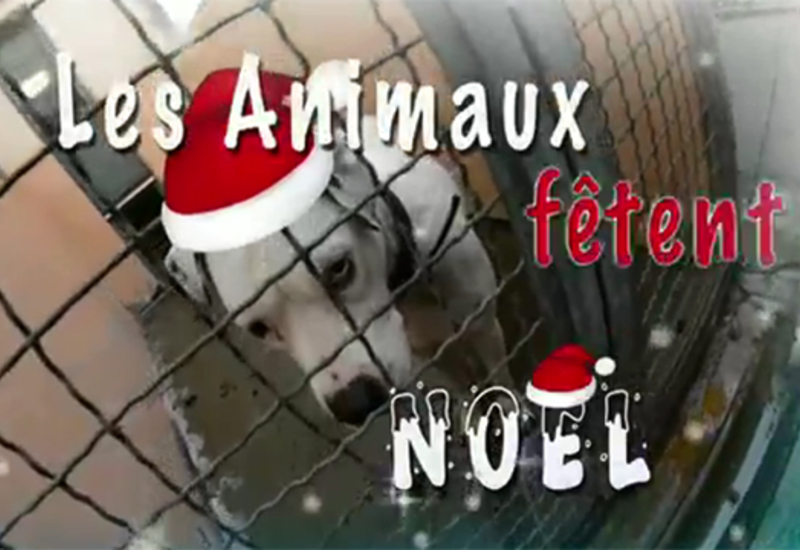 Les animaux fêtent Noël