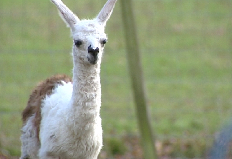 Miracle de Noël: un bébé lama à Seneffe 