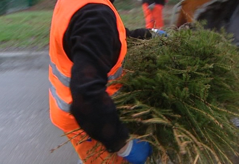 L'ICDI a débuté la collecte des sapins de Noël  