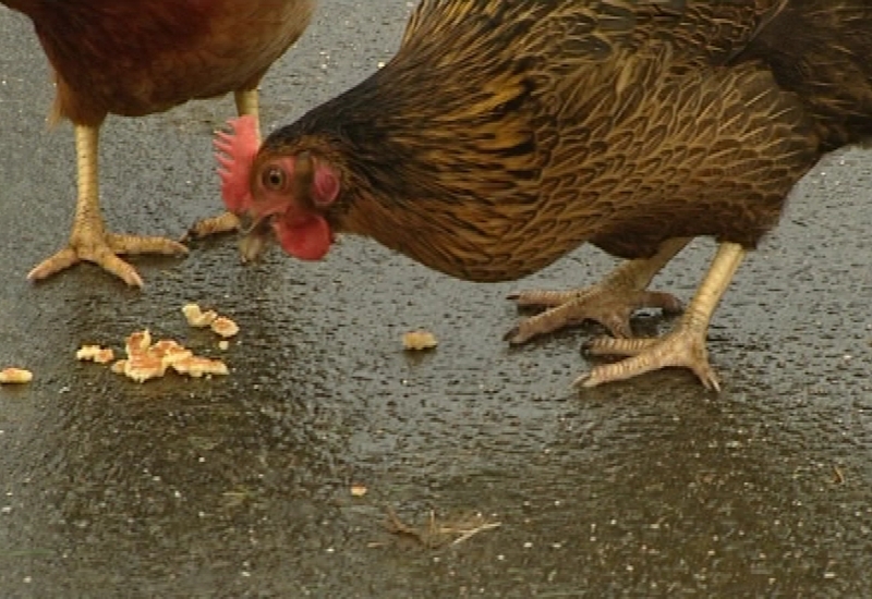 Courcelles offre des poules pour réduire les déchets 