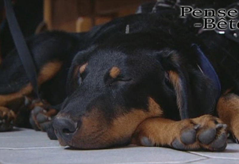 Pense-Bêtes : Portrait de race : le Beauceron