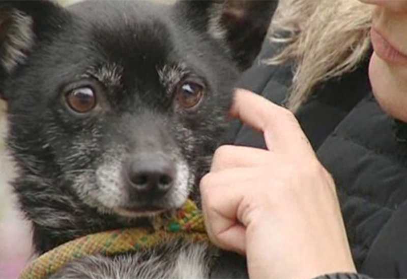 Pense-Bêtes : Promenades canines