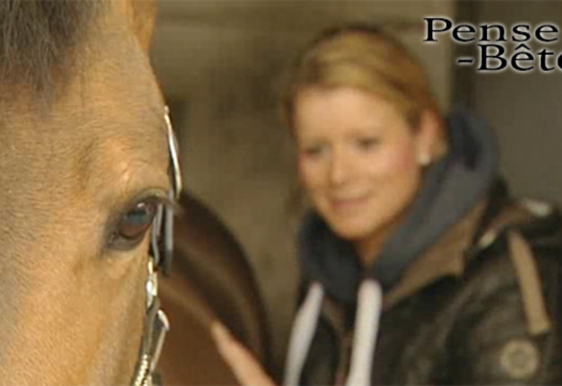 Pense-Bêtes : les boiteries du cheval