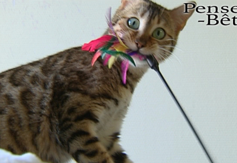 Pense-Bêtes : Portrait du Bengal