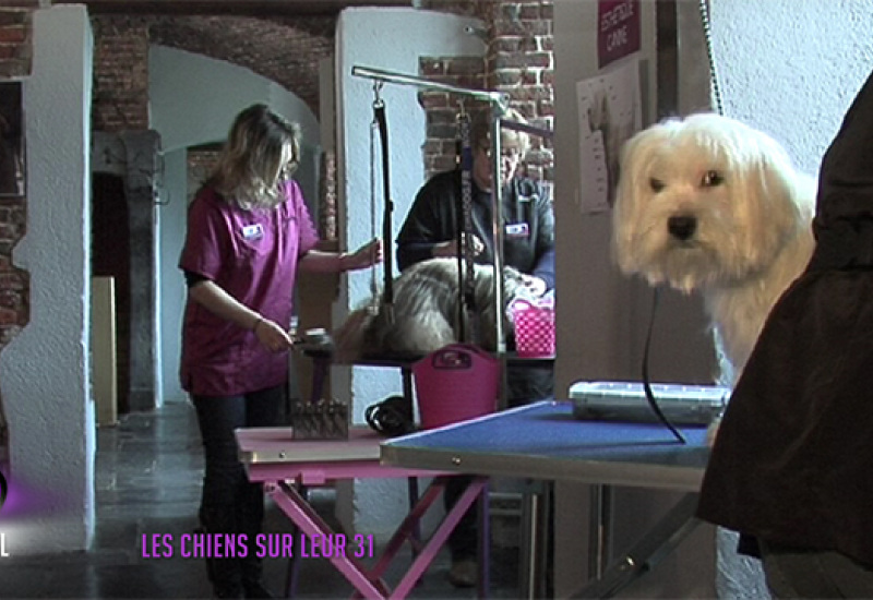 Les chiens sur leur 31