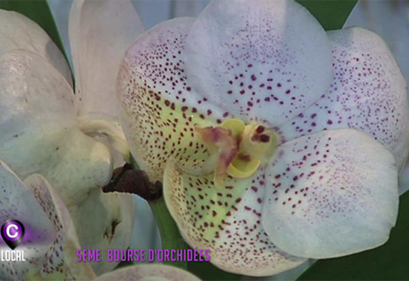 5ème bourse d'orchidées