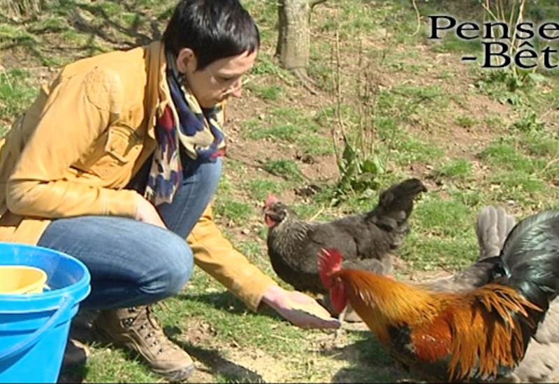 Pense-Bêtes : la poule ardennaise