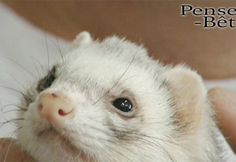 Pense-Bêtes : Salon pour le bien-être animal
