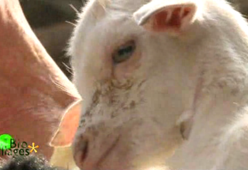 Bio Villages : Des chèvres généreuses