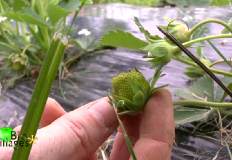 Bio Villages : A l'ancienne, les fraises