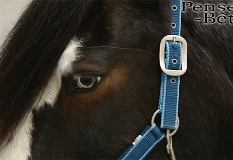 Pense-Bêtes : l'équitation éthologique