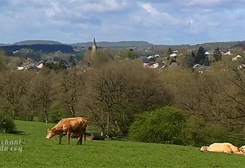 Au chant du coq : le BIO