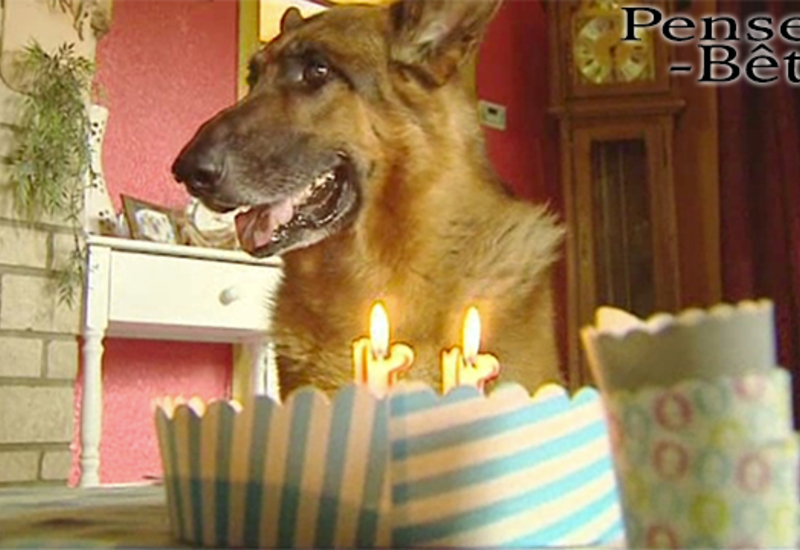 Pense-Bêtes : les pensions canines