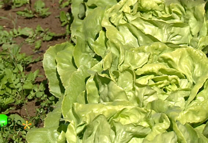 Bio Villages : Les légumes de saison