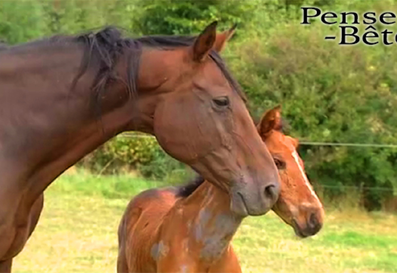 Pense-Bêtes : Vigileance face à la maltraitance des chevaux en prairie