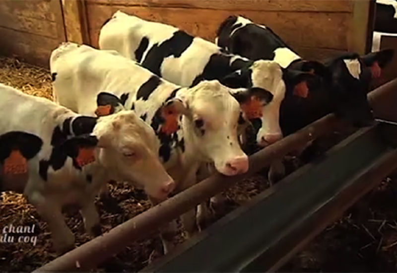 Au chant du Coq : la Ferme de la Vallée de Rendeux