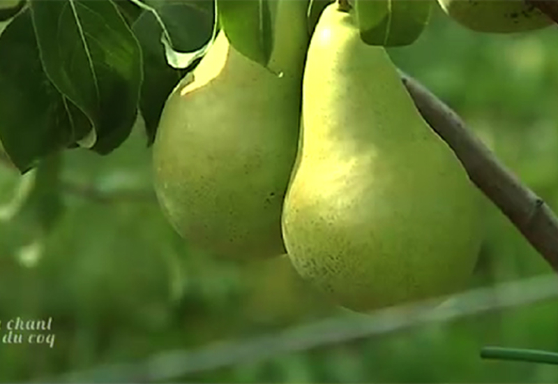 Au chant du Coq : Philippe Hustin, producteur de pommes et de poires en Hesbaye