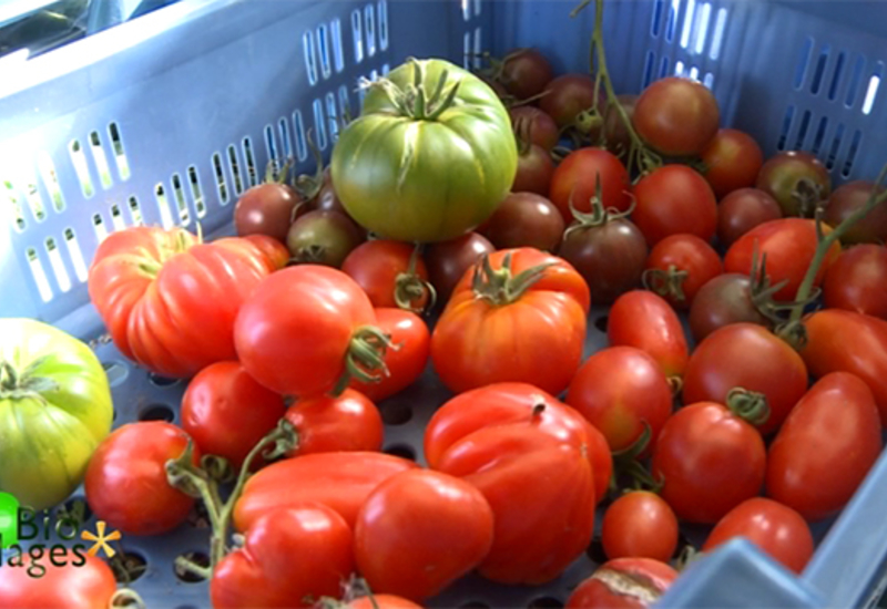 Bio Villages : des légumes oubliés ? Pas tout à fait ...