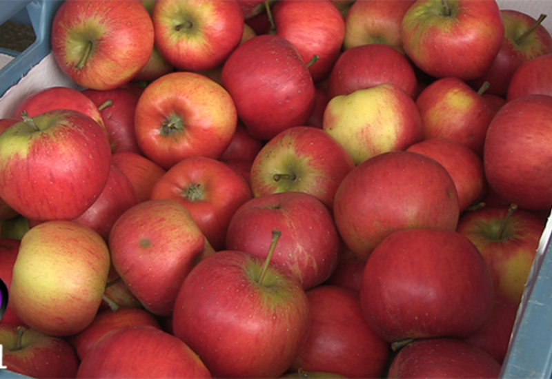 8ème journée de la Pomme à Liberchies