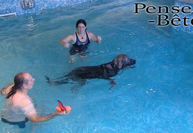 Pense-Bêtes : Nager avec son chien en piscine!