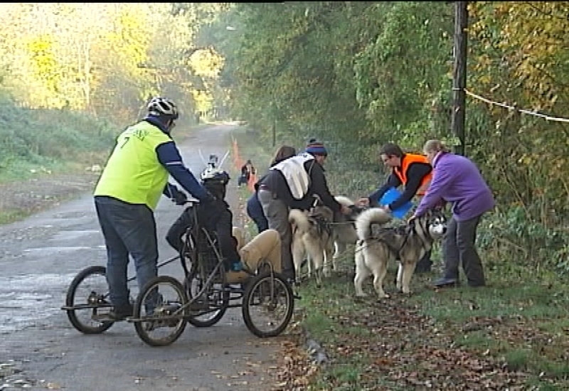 A la découverte du mushing