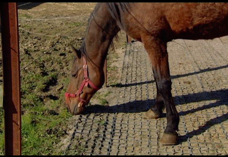 Pense-Bêtes : différentes pistes pour chevaux